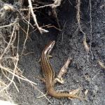 Kupe skink in burrow (Whanganui coast). © Jonathan Davies