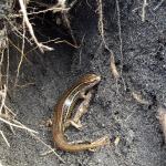 Kupe skink in burrow (Whanganui coast). © Jonathan Davies