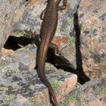 Alpine rock skink (Hawkdun Range, North Otago). <a href="https://www.flickr.com/photos/rocknvole/">© Tony Jewell</a>