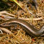 Lakes skink (Eyre mountains, Otago). <a href="https://www.flickr.com/photos/rocknvole/">© Tony Jewell</a>