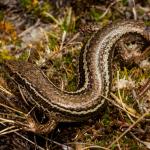 Burgan skink (Rock and Pillar Range, Otago). <a href="https://www.flickr.com/photos/rocknvole/">© Tony Jewell</a>