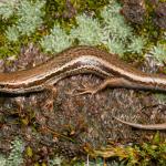 Burgan skink (Rock and Pillar Range, Otago). <a href="https://www.flickr.com/photos/rocknvole/">© Tony Jewell</a>