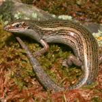 Lakes skink (Eyre mountains, Otago). <a href="https://www.flickr.com/photos/rocknvole/">© Tony Jewell</a>