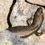 Alpine rock skink (Hawkdun Range, North Otago). <a href="https://www.flickr.com/photos/rocknvole/">© Tony Jewell</a>