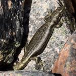 Alpine rock skink (Hawkdun Range, North Otago). <a href="https://www.flickr.com/photos/rocknvole/">© Tony Jewell</a>