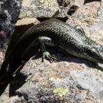 Alpine rock skink (Hawkdun Range, North Otago). <a href="https://www.flickr.com/photos/rocknvole/">© Tony Jewell</a>