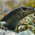 Alpine rock skink (Hawkdun Range, North Otago). <a href="https://www.flickr.com/photos/rocknvole/">© Tony Jewell</a>