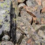 Alpine rock skink (Hawkdun Range, North Otago). <a href="https://www.flickr.com/photos/rocknvole/">© Tony Jewell</a>
