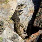 Alpine rock skink (Hawkdun Range, North Otago). <a href="https://www.flickr.com/photos/rocknvole/">© Tony Jewell</a>