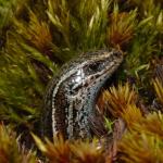 Burgan skink (Rock and Pillar Range, Otago). <a href="https://www.flickr.com/photos/rocknvole/">© Tony Jewell</a>