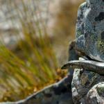 Alpine rock skink (Hawkdun Range, North Otago). <a href="https://www.flickr.com/photos/rocknvole/">© Tony Jewell</a>