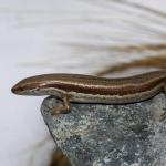 Eyre's skink basking beside snow (Eyre mountains, Otago). <a href="https://www.flickr.com/photos/rocknvole/">© Tony Jewell</a>