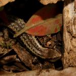 Small-scaled skink (central North Island). <a href="https://www.flickr.com/photos/rocknvole/">© Tony Jewell</a>