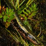 Sinbad skink from Sinbad Gully (Milford Sound, Fiordland). <a href="https://www.flickr.com/photos/rocknvole/">© Tony Jewell</a>