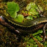 Sinbad skink from Sinbad Gully (Milford Sound, Fiordland). <a href="https://www.flickr.com/photos/rocknvole/">© Tony Jewell</a>