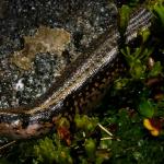 Sinbad skink from Sinbad Gully (Milford Sound, Fiordland). <a href="https://www.flickr.com/photos/rocknvole/">© Tony Jewell</a>