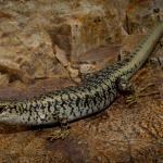 Scree skink (Ida Range, Otago). <a href="https://www.flickr.com/photos/rocknvole/">© Tony Jewell</a>