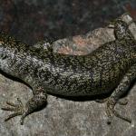 Scree skink (Rangitata gorge, Canterbury). <a href="https://www.flickr.com/photos/rocknvole/">© Tony Jewell</a>