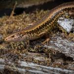 Alborn skink male. photo by James Reardon <a href="https://creativecommons.org/licenses/by/4.0/">(CC BY 4.0)</a>