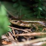 Chatham's skink (Rangatira/South East Island). <a href="http://edinz.com/">© Edin Whitehead</a>