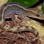 Striped female Pacific gecko on Mahoe (Motuora Island, Hauraki Gulf). <a href="https://www.instagram.com/nickharker.nz/">© Nick Harker</a>