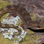 Adult male Pacific gecko on Pohutukawa (Motuora Island, Hauraki Gulf). <a href="https://www.instagram.com/nickharker.nz/">© Nick Harker</a>