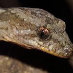 Pacific gecko head detail (Motuora Island, Hauraki Gulf). <a href="https://www.instagram.com/nickharker.nz/">© Nick Harker</a>