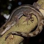 Striped female Pacific gecko on Mahoe (Motuora Island, Hauraki Gulf). <a href="https://www.instagram.com/nickharker.nz/">© Nick Harker</a>