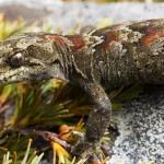 Adult female cascade gecko (Westland) <a href="https://www.instagram.com/samuelpurdiewildlife/">© Samuel Purdie</a>