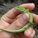 Marlborough green gecko showing characteristic pale ventral surface of male (Marlborough Sounds). <a href="https://www.instagram.com/nickharker.nz/">© Nick Harker</a>