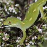 Elegant gecko licking Manuka flowers (Auckland). <a href="https://www.instagram.com/nickharker.nz/">© Nick Harker</a> 