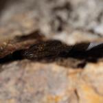 Waitaha gecko in rock crevice (Port Hills). <a href="https://www.instagram.com/nickharker.nz/">© Nick Harker</a>