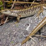 Otago scree skink in scree field  (Ida Range) . <a href="https://www.instagram.com/samuelpurdiewildlife/">© Samuel Purdie</a>