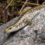 Otago scree skink in scree field  (Ida Range) . <a href="https://www.instagram.com/samuelpurdiewildlife/">© Samuel Purdie</a>