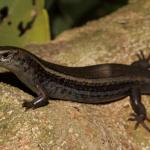 Melanistic northern spotted skink on trunk (Te Kakaho Island, Marlborough Sounds). <a href="https://www.instagram.com/nickharker.nz/">© Nick Harker</a>