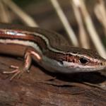 Moko skink in coastal forest (Motuora Island, Hauraki Gulf). <a href="https://www.instagram.com/nickharker.nz/">© Nick Harker</a>