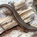 Moko skink basking on driftwood (Motuora Island, Hauraki Gulf). <a href="https://www.instagram.com/nickharker.nz/">© Nick Harker</a>