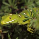 Elegant gecko in Kanuka (North Auckland). <a href="https://www.instagram.com/nickharker.nz/">© Nick Harker</a> 