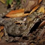 Pacific gecko on forest floor (Hauturu / Little Barrier Island). <a href="https://www.instagram.com/nickharker.nz/">© Nick Harker</a>