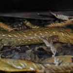 Chevron skink (Aotea / Great Barrier Island). <a href="https://www.instagram.com/nickharker.nz/">© Nick Harker</a> 