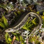 Subadult Barrier Skink (Darran Mountains). <a href="https://www.instagram.com/samuelpurdiewildlife/">© Samuel Purdie</a>