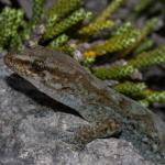 Kahurangi gecko (Mount Arthur, Nelson). <a href="https://www.flickr.com/photos/rocknvole/">© Tony Jewell</a>