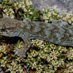 Kahurangi gecko (Mount Arthur, Nelson). <a href="https://www.flickr.com/photos/rocknvole/">© Tony Jewell</a>