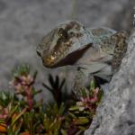 Kahurangi gecko (Mount Arthur, Nelson). <a href="https://www.flickr.com/photos/rocknvole/">© Tony Jewell</a>