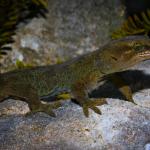 Kahurangi gecko (Mount Arthur, Nelson). <a href="https://www.flickr.com/photos/rocknvole/">© Tony Jewell</a>