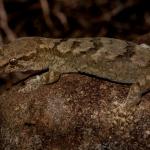 Kaikouras gecko (Kaikoura). <a href="https://www.flickr.com/photos/rocknvole/">© Tony Jewell</a>