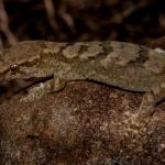 Kaikōura's gecko (Kaikōura). <a href="https://www.flickr.com/photos/rocknvole/">© Tony Jewell</a>