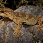 Kaikōura's gecko (Kaikōura). <a href="https://www.flickr.com/photos/rocknvole/">© Tony Jewell</a>