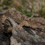 Kaikōura's gecko (Kaikōura). <a href="https://www.flickr.com/photos/rocknvole/">© Tony Jewell</a>