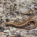 McCann's skink (Central Otago) <a href="https://www.instagram.com/joelknightnz/">© Joel Knight</a>